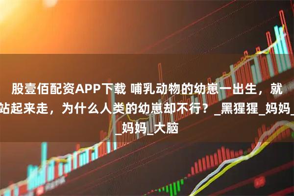 股壹佰配资APP下载 哺乳动物的幼崽一出生，就可以站起来走，为什么人类的幼崽却不行？_黑猩猩_妈妈_大脑